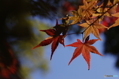 晩秋の相楽園24