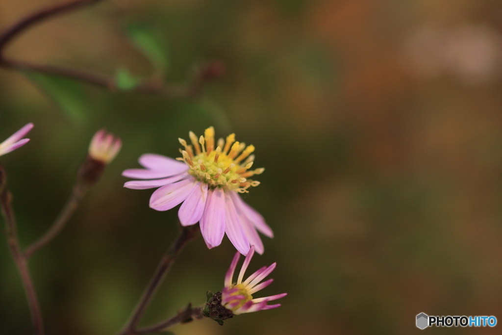 秋の山野草展31