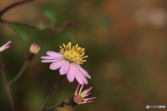 秋の山野草展31