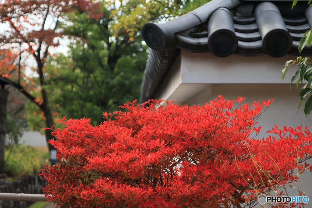晩秋の好古園16