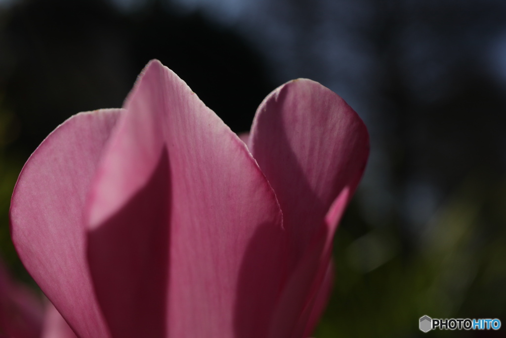 朝日にシクラメン2