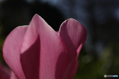 朝日にシクラメン2