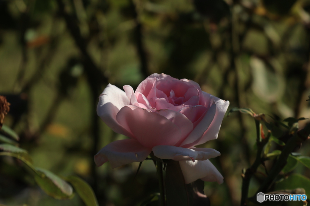 暗がりのピンクのバラ