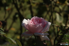 暗がりのピンクのバラ