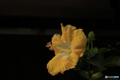 兵庫県庁芝生広場