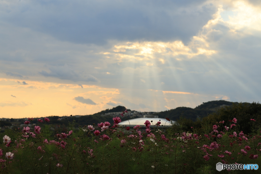 夕陽とコスモス12