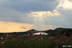 夕陽とコスモス12