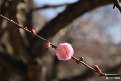 柔らかな梅6