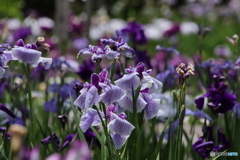 615菖蒲12