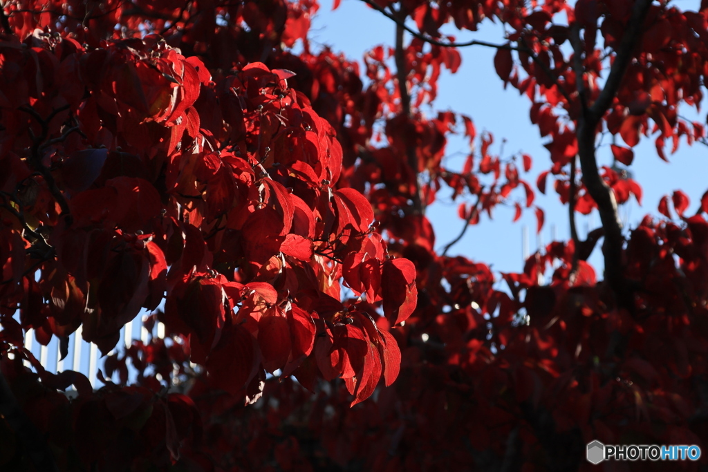 明石公園の秋  4