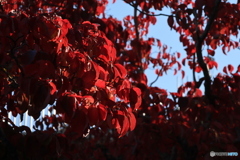 明石公園の秋  4