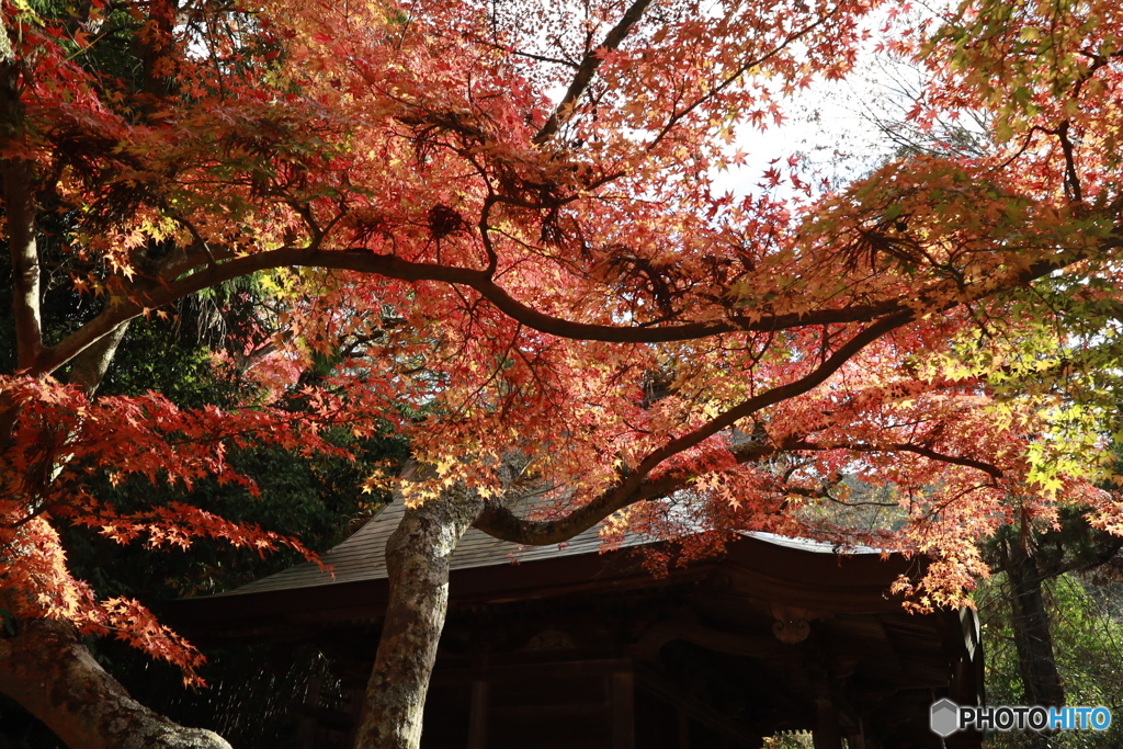 初冬の太山寺14