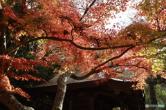 初冬の太山寺14