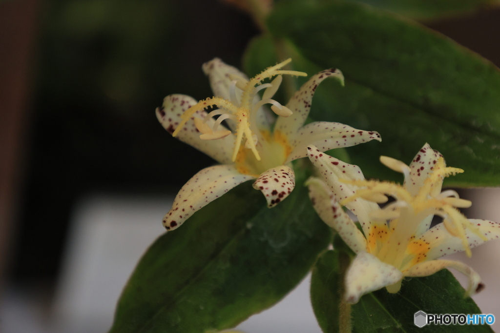 秋の山野草展10