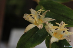 秋の山野草展10