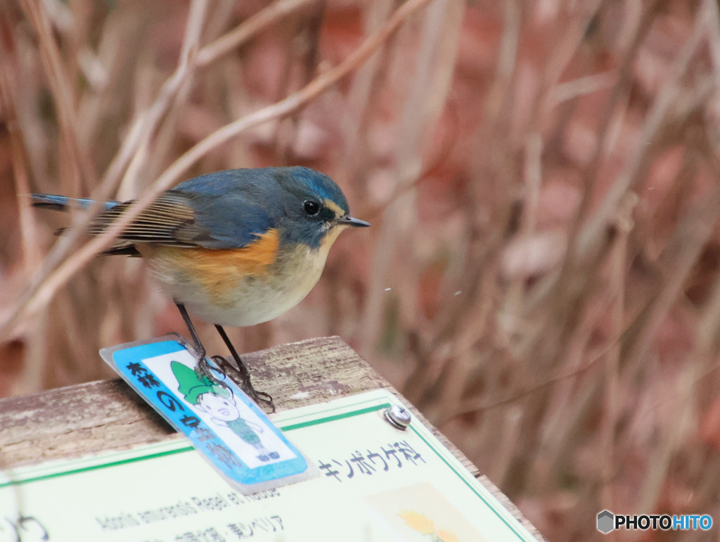 鳥撮影６