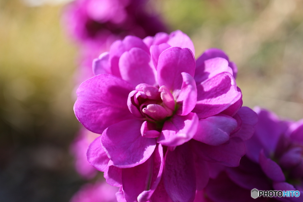 ピンクを纏って