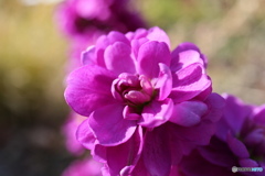 ピンクを纏って