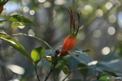 朝光をつかむ実