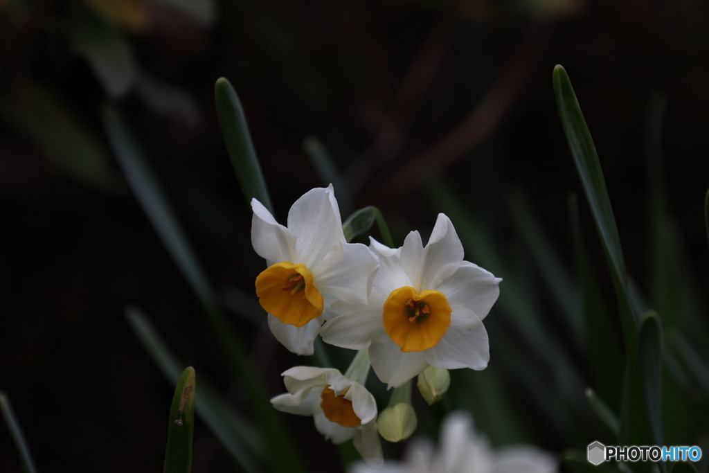 木陰の水仙3