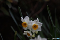 木陰の水仙3
