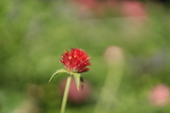千日紅