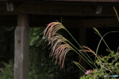 ススキ
