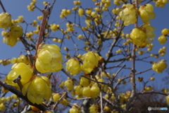 静寂に咲く蝋梅