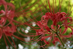 彼岸花10