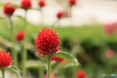千日紅