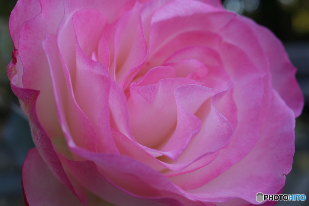 薔薇をアップで4