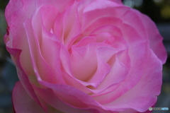 薔薇をアップで4