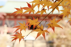 初冬の太山寺26