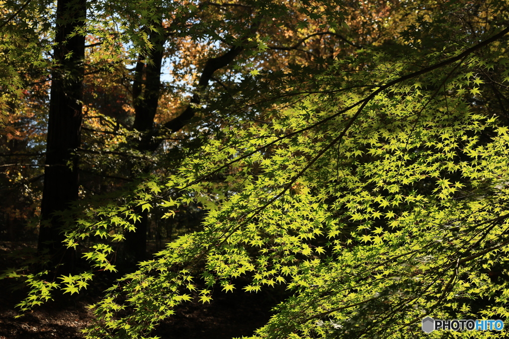 森からの便り11