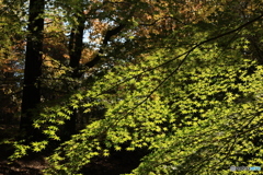 森からの便り11