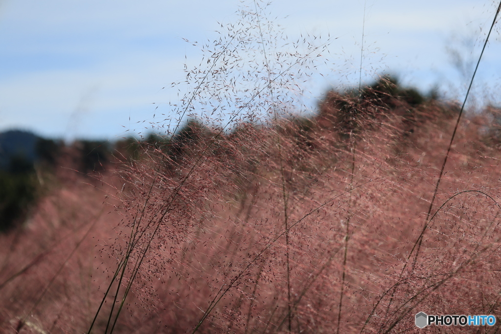 ミューレンベルギア・カピランス