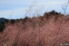 ミューレンベルギア・カピランス