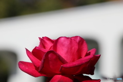 冬の赤いバラ2