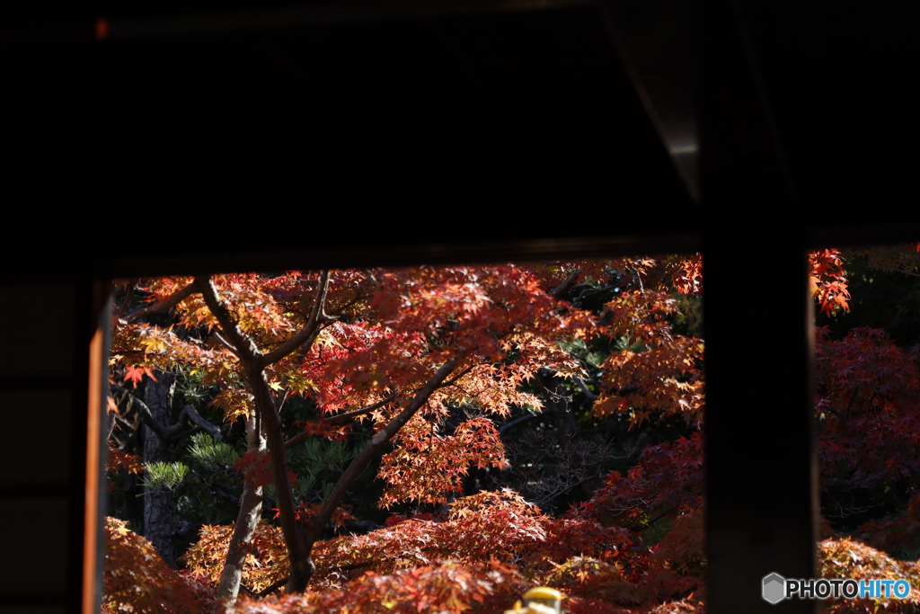 晩秋の相楽園15