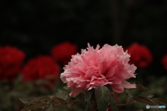 牡丹(島大臣)