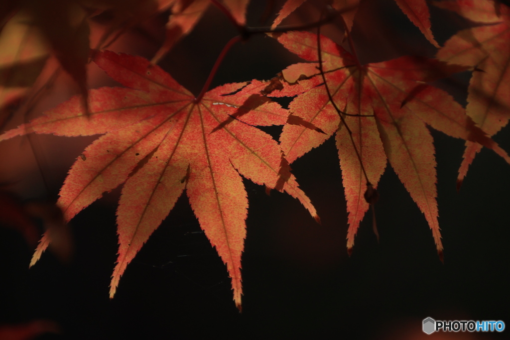 晩秋の好古園14