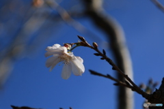 咲いてます 咲いてます