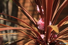 落ち花