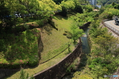 新緑ですよ