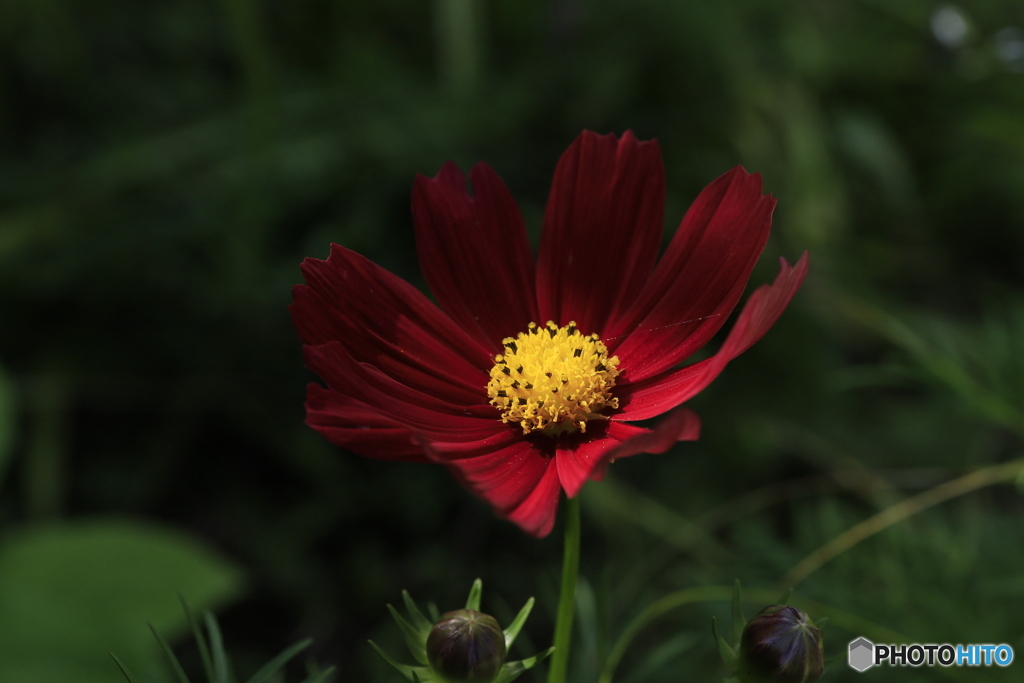 Red cosmos