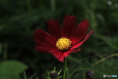 Red cosmos
