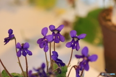 秋の山野草展11