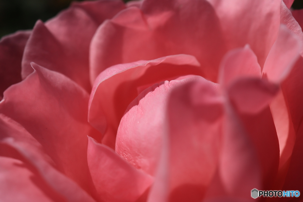 秋のバラ観賞会