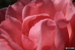 秋のバラ観賞会