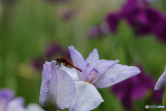 615菖蒲3